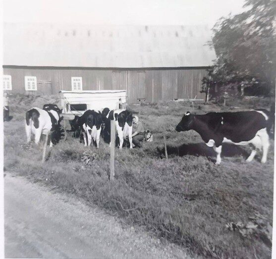 Historiskt fotografi av mjölkkor på Hallagård