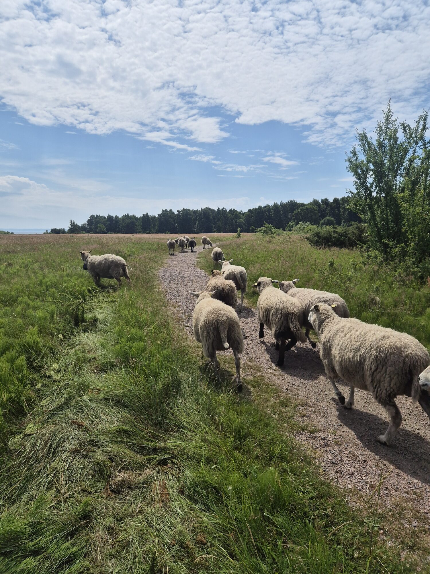 Fåren flyttas längs en grusväg mellan betesmarker